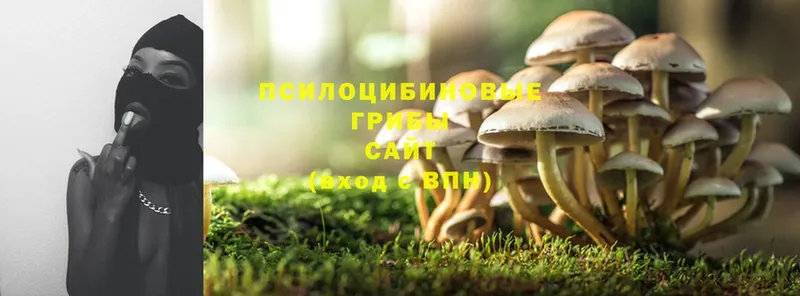 купить  цена  Верхнеуральск  Псилоцибиновые грибы Psilocybine cubensis 